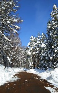 しゃくなげ平別荘地の道路