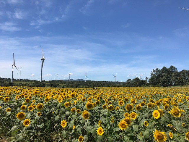 夏の花を満喫してきました 貸別荘 コテージ オール リゾート サービス