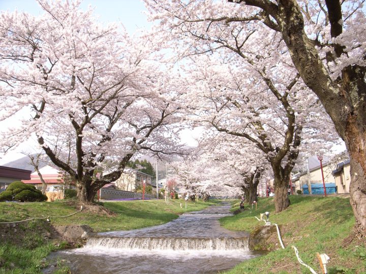 観音寺川の桜