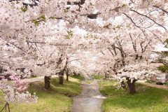 観音寺川の桜