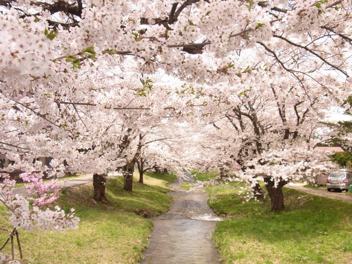 観音寺川の桜