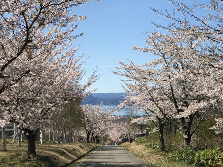 猪苗代町営牧場の桜