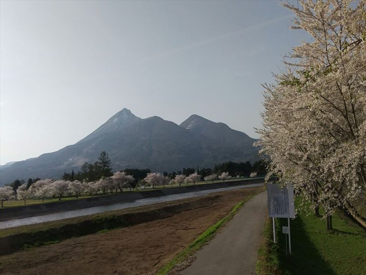 運動公園桜2