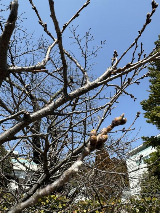 桜のつぼみ