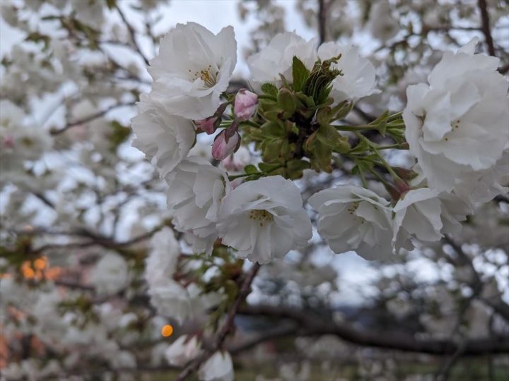 八重桜