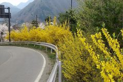 道端に咲くレンギョウの花