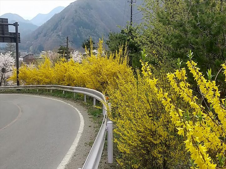 道端に咲くレンギョウの花