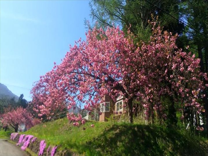 八重桜 