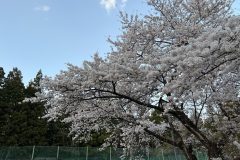 4月17日の桜