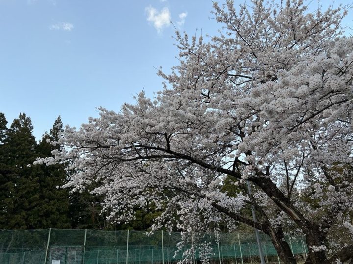 4月17日の桜