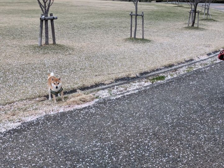 ポチと花びらの絨毯