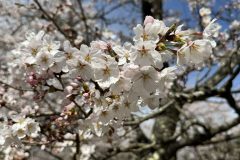 猪苗代・観音寺川の桜