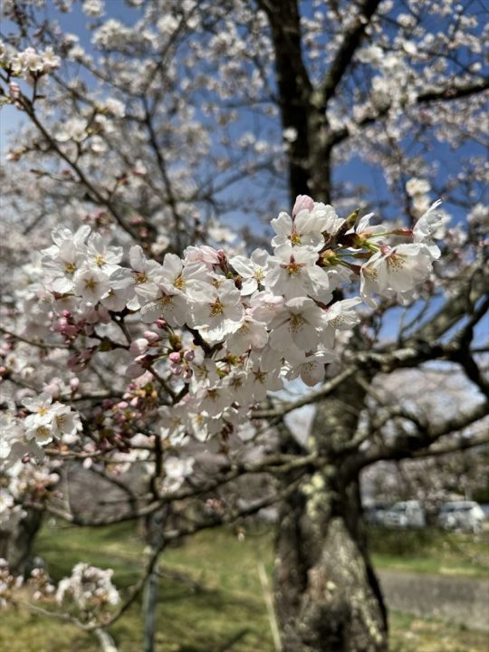 猪苗代・観音寺川の桜