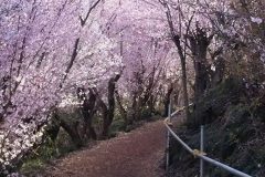 以前の花見山③※2024年ではありません