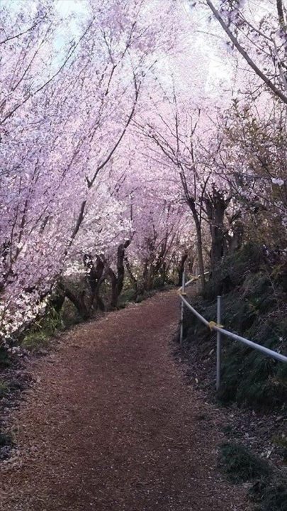 以前の花見山③※2024年ではありませ