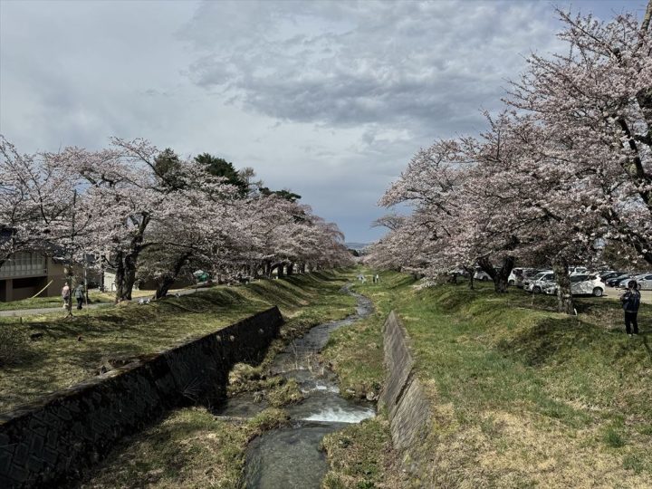 猪苗代・観音寺川の桜②