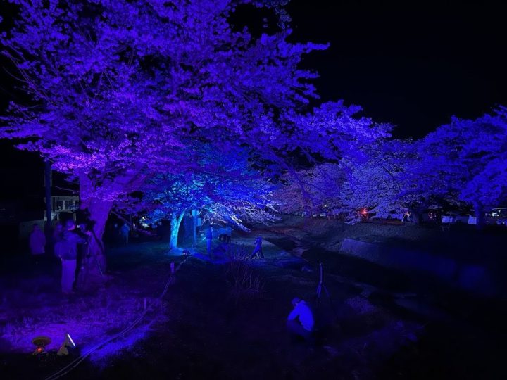 観音寺川桜・ライトアップ②