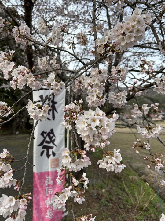 桜