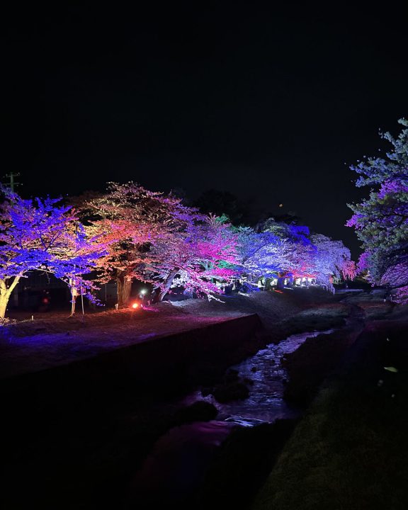 観音寺川の桜