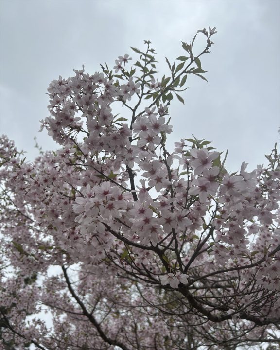 桜②