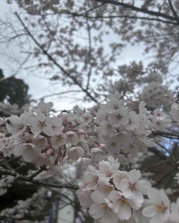 桜①