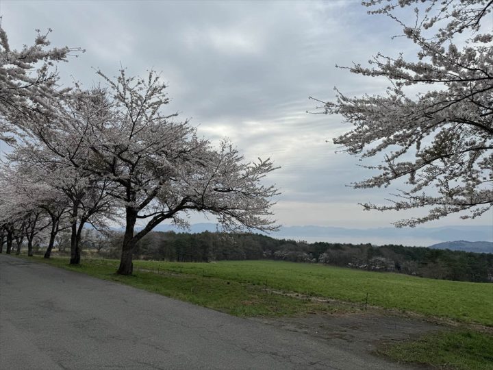 桜と猪苗代湖