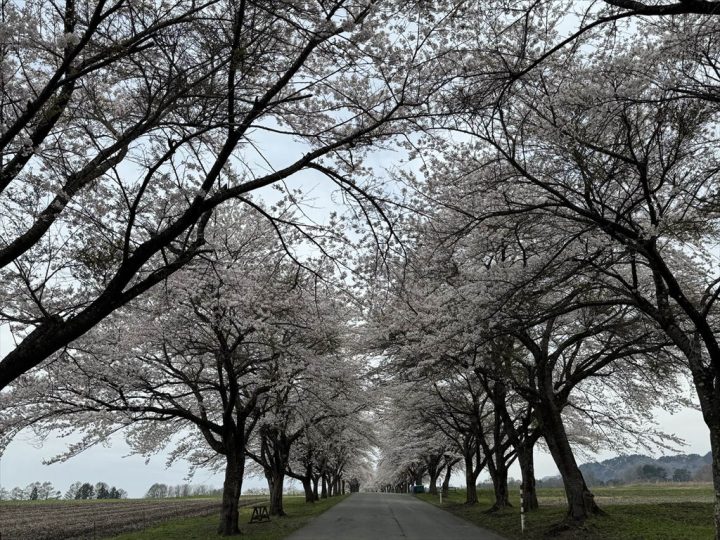 桜のトンネル