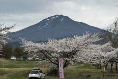 磐梯山と桜