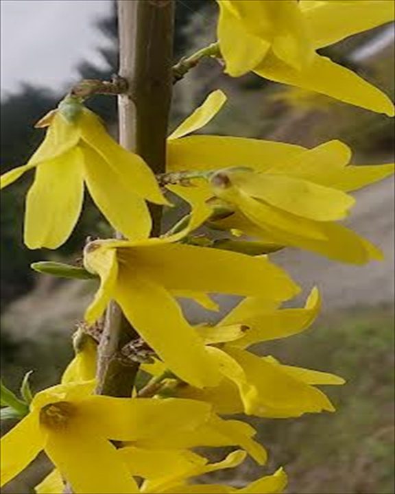 レンギョウの花