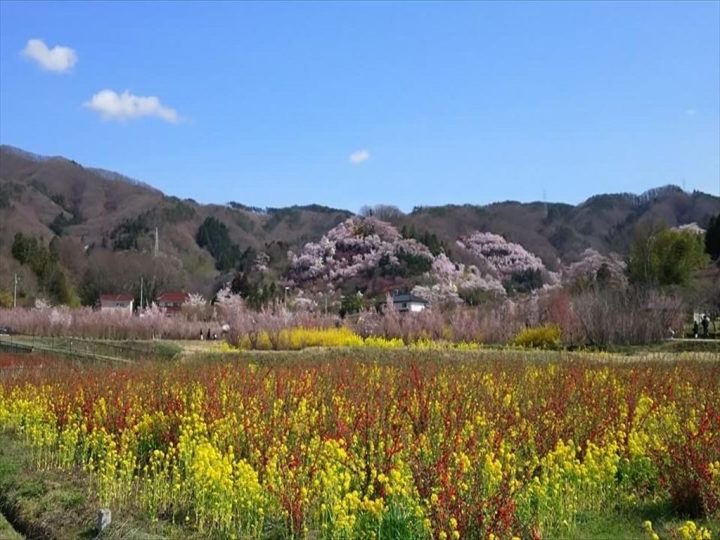 以前の花見山②※2024年ではありません