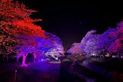 観音寺川桜・ライトアップ①