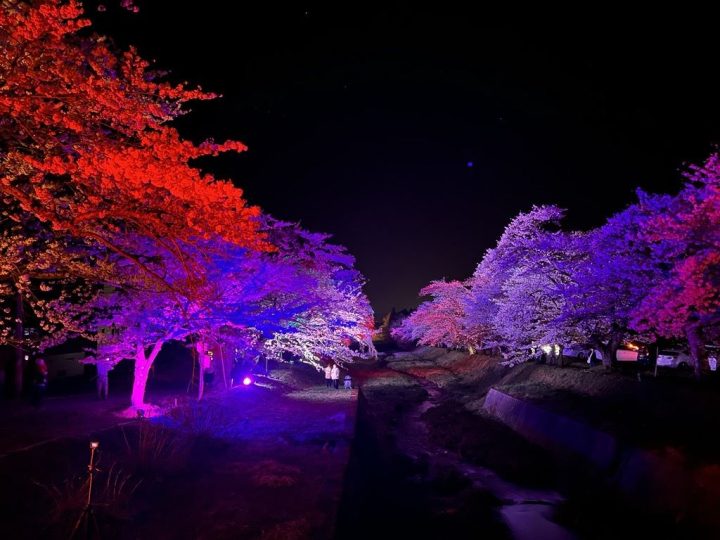 観音寺川桜・ライトアップ①