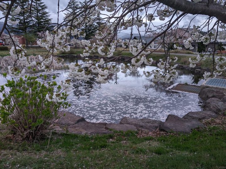 花びらの浮かぶ池