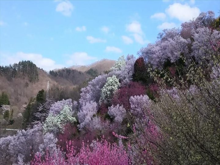 以前の花見山①※2024年ではありません