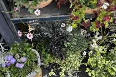 寄せ植え