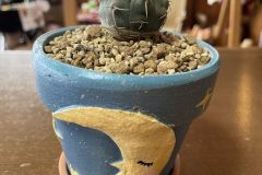サボテン