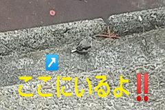 セキレイの親子