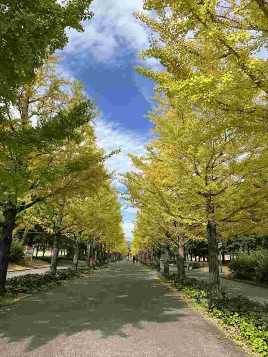 いちょう並木