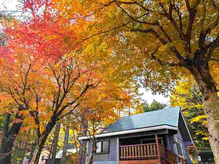 しゃくなげ20号館の秋