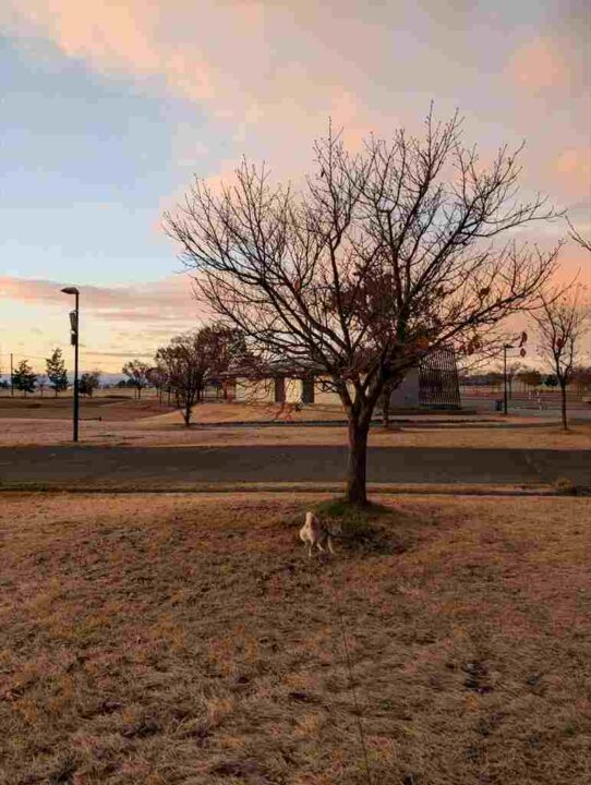 ポチくんのおしり