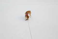 先々週の雪とポチ