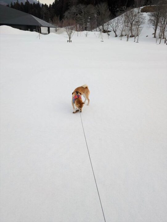 先々週の雪とポチ