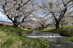 2024年　観音寺川