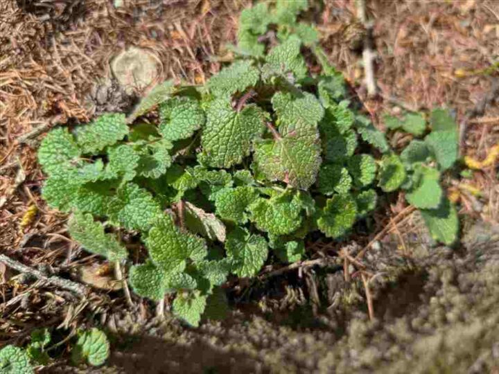 オドリコソウの葉