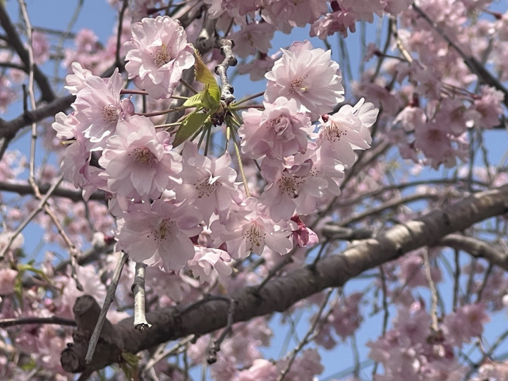 桜