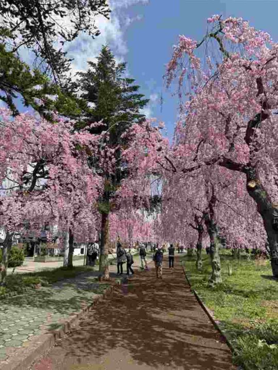 しだれ桜トンネル