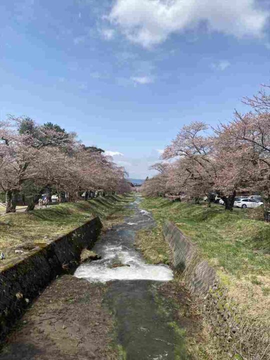 20250421・3分咲き