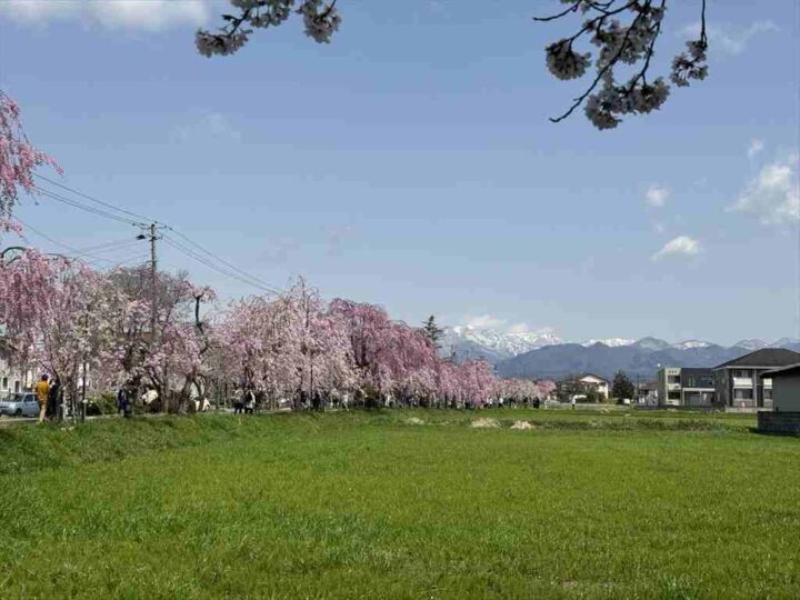 桜並木と飯豊連峰
