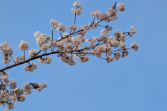 花の蜜をむさぼるスズメのおしり