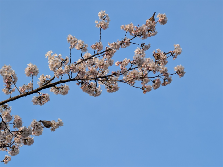 花の蜜をむさぼるスズメのおしり